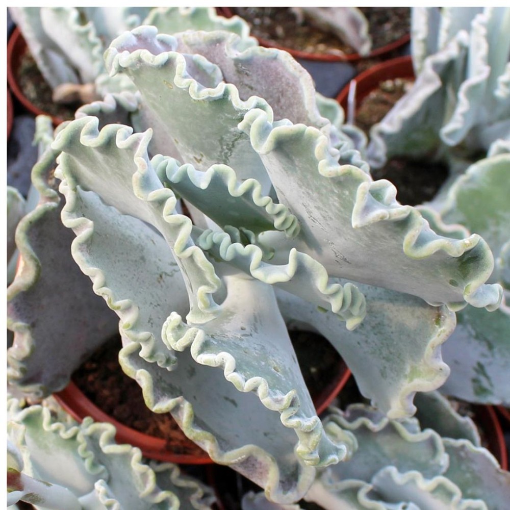 Cotyledon Undulata 5 cm
