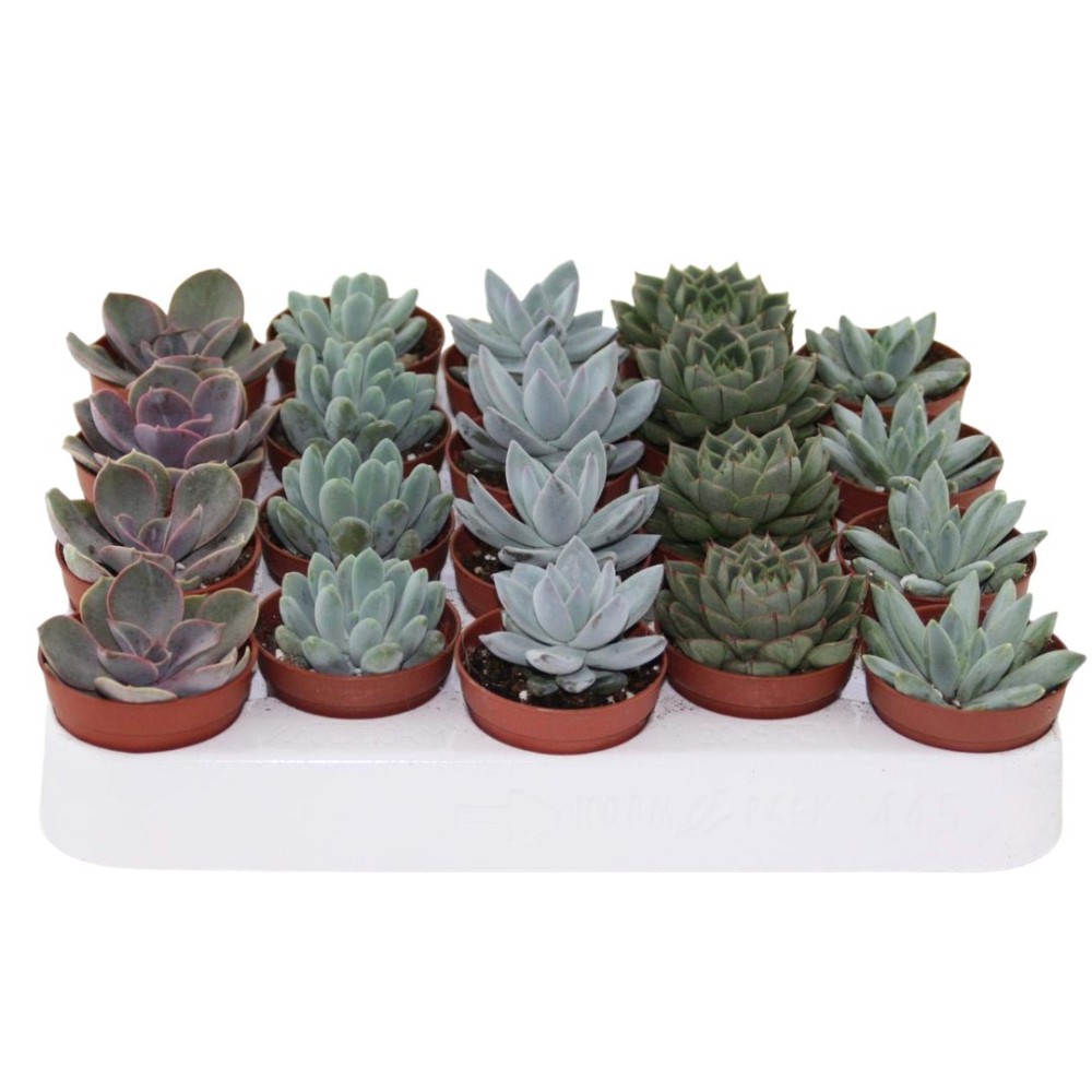 Echeveria Mixed 5 cm