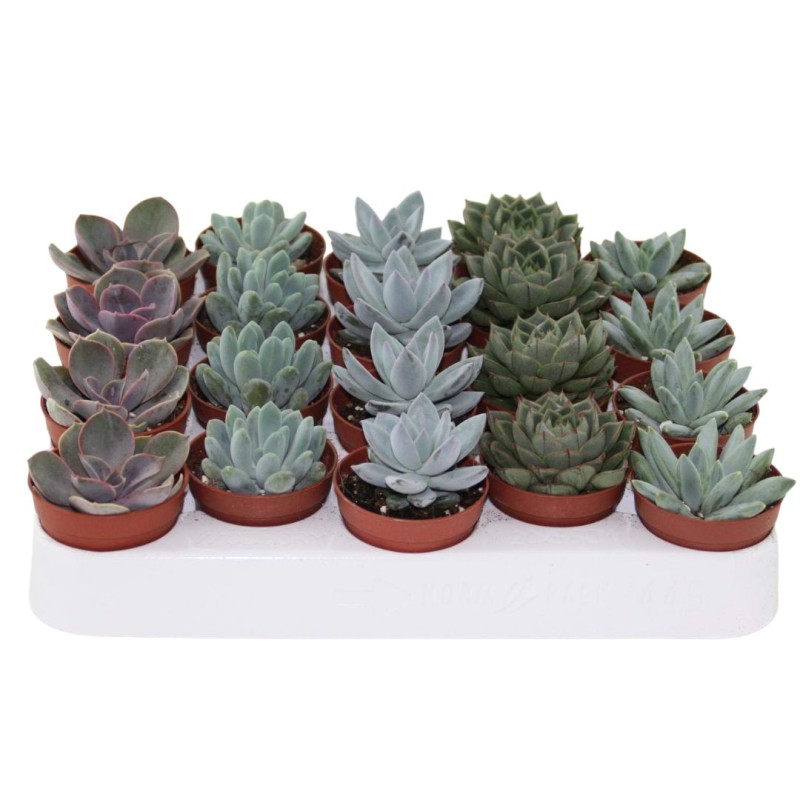 Echeveria Mixed 5 cm