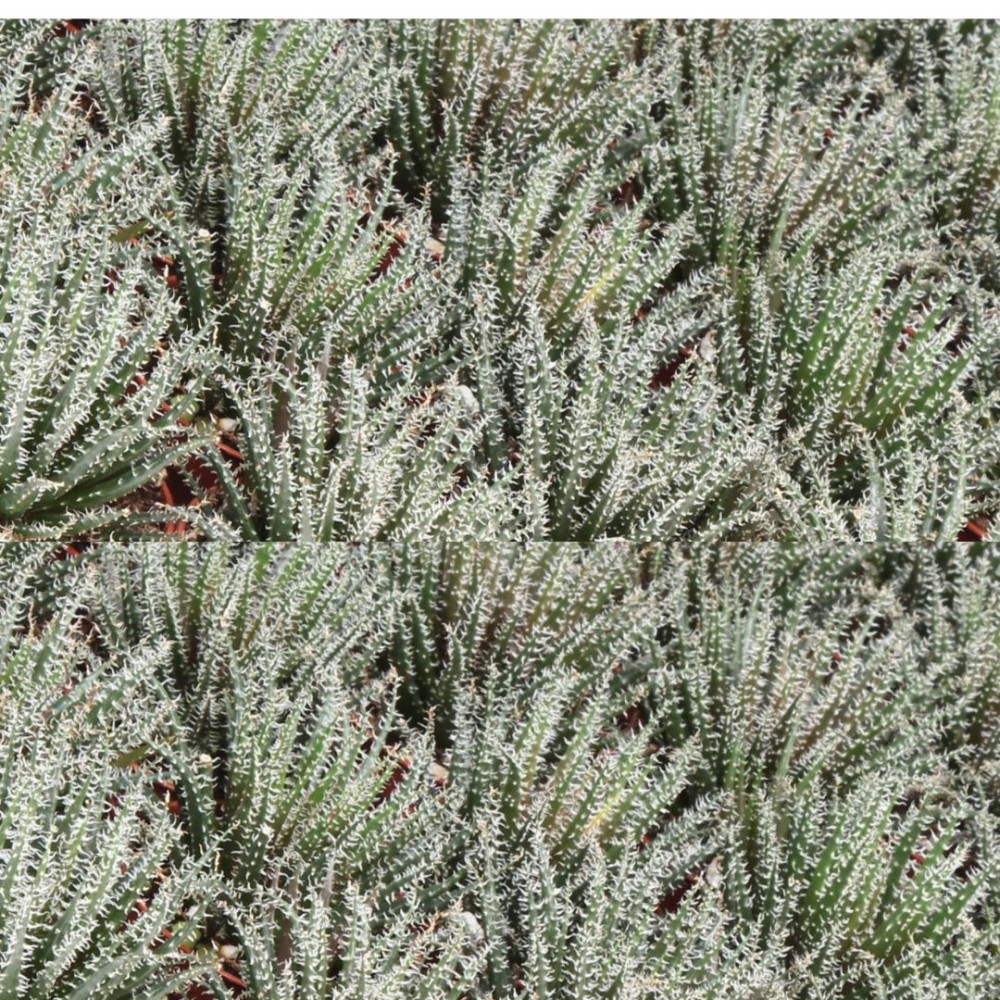 Haworthia Snow White 5 cm
