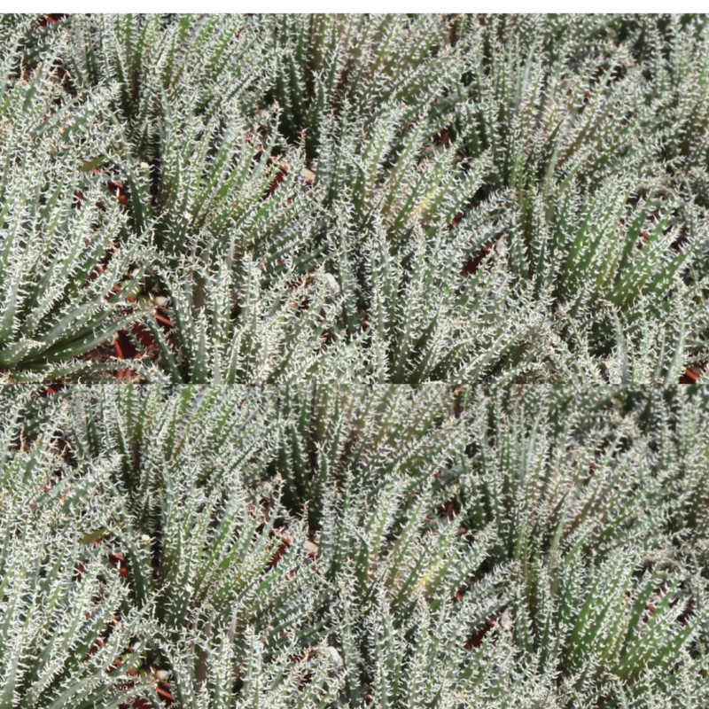 Haworthia Snow White 5 cm