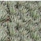 Haworthia Snow White 5 cm