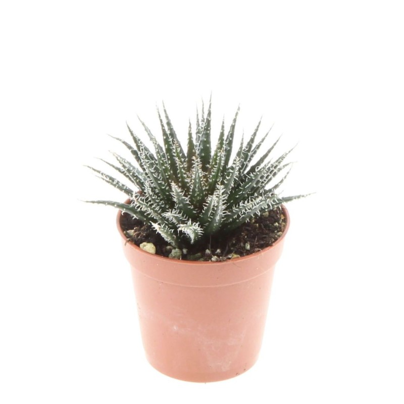 Haworthia Snow White 5 cm