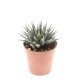 Haworthia Snow White 5 cm