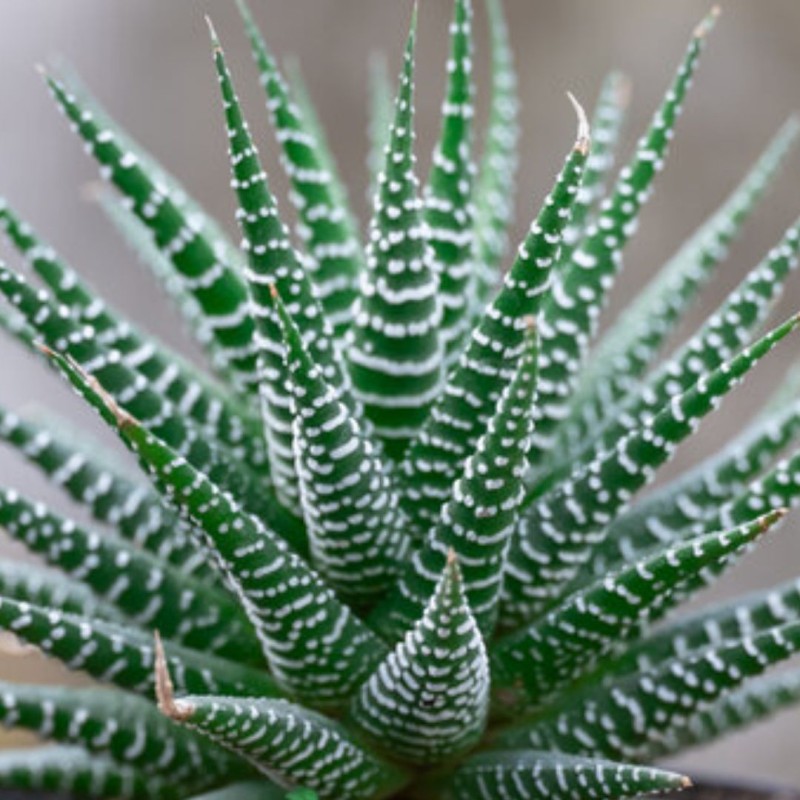 Haworthia Universe 5 cm