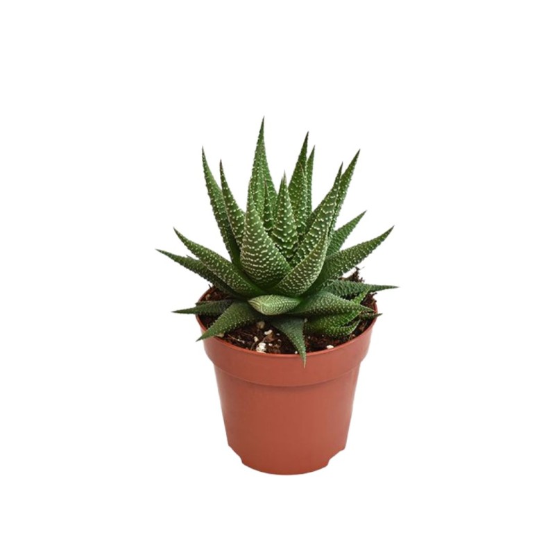 Haworthia Universe 5 cm