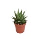 Haworthia Universe 5 cm