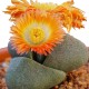 Pleiospilos Nelii 5 cm