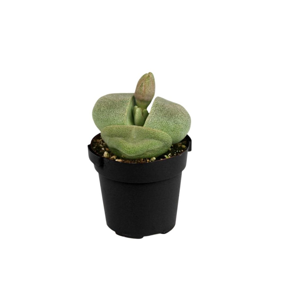 Pleiospilos Nelii 5 cm