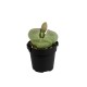 Pleiospilos Nelii 5 cm
