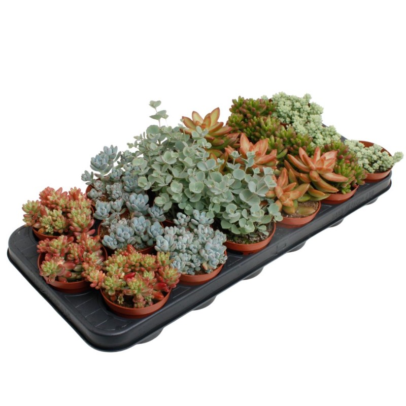 Sedum Mixed 5 cm