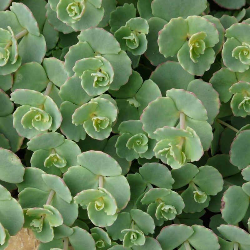 Sedum Sieboldii 5 cm