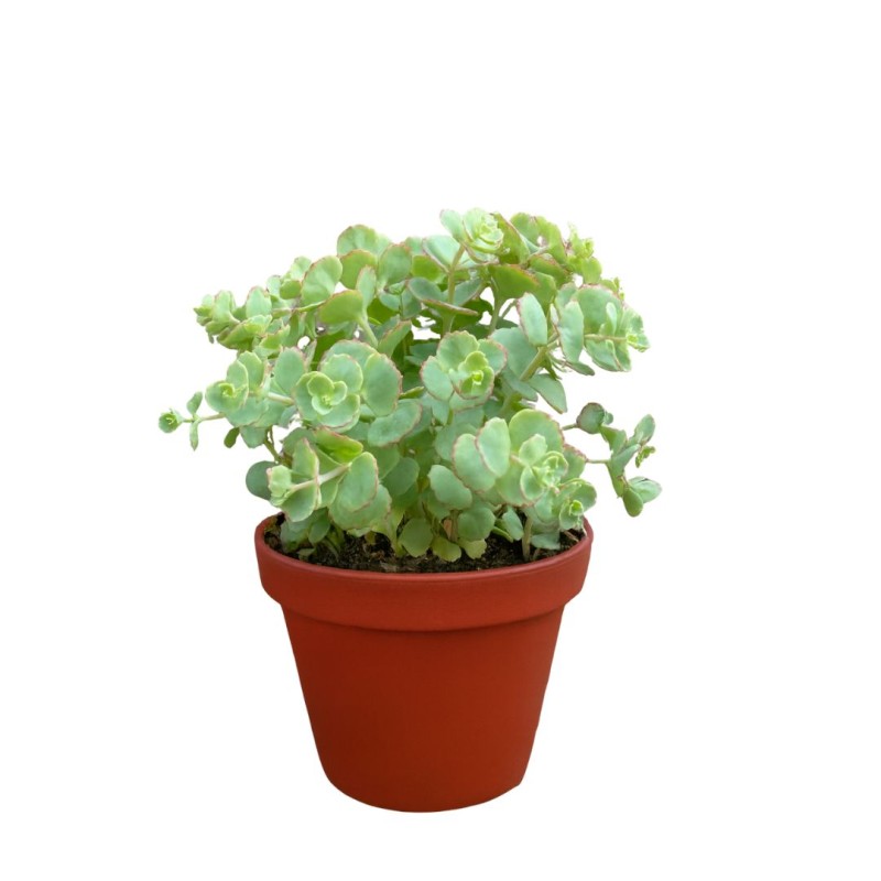 Sedum Sieboldii 5 cm