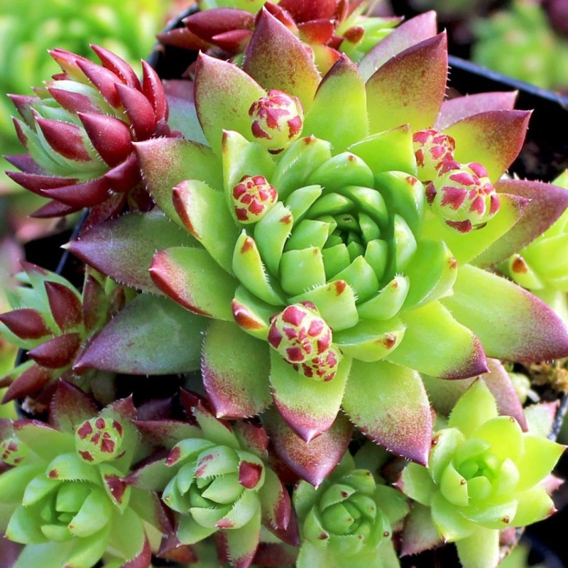 Sempervivum Calcareum
