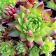 Sempervivum Calcareum