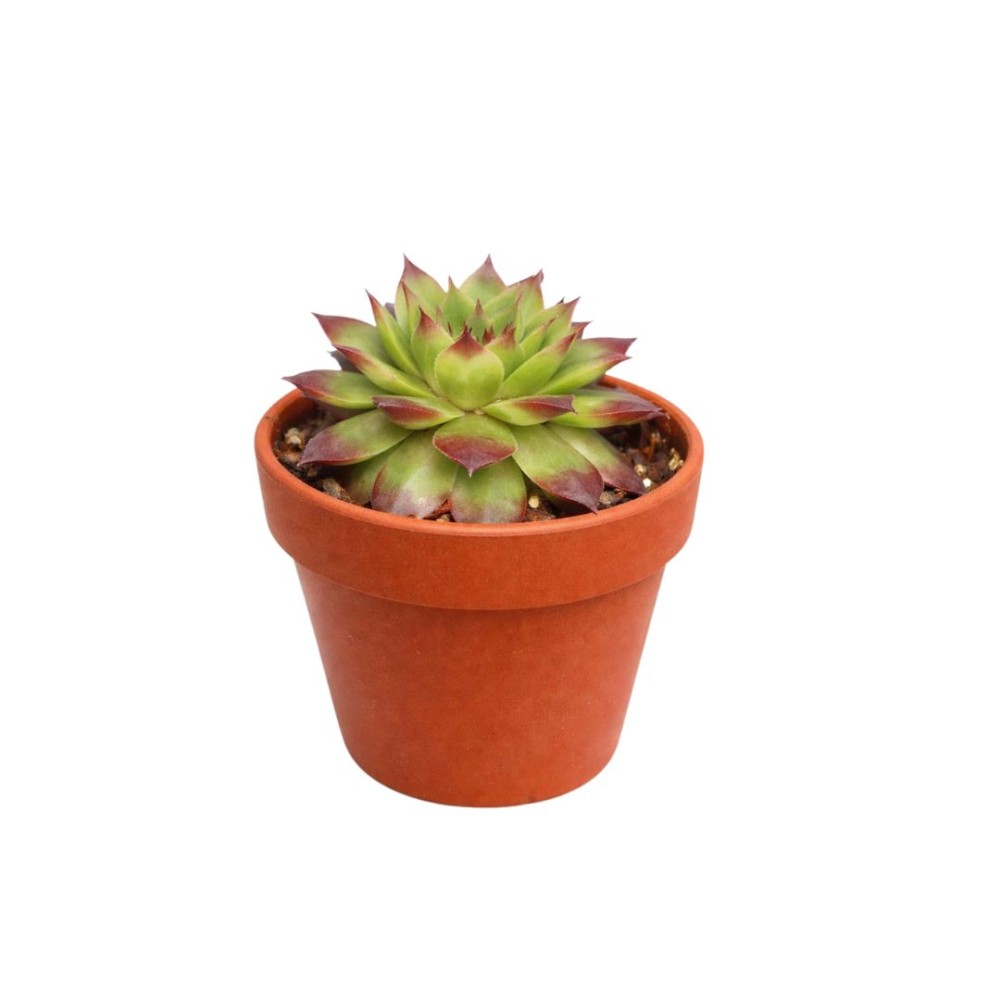Sempervivum Calcareum