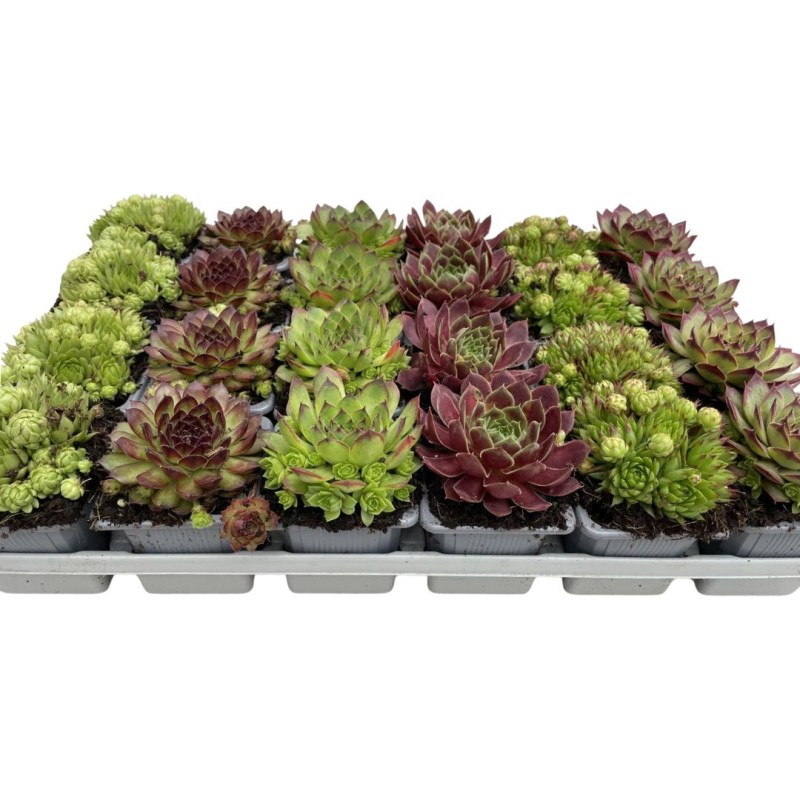 Sempervivum Mixed 8 cm