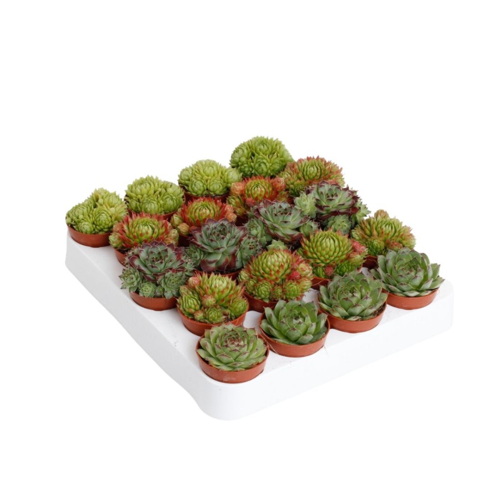 Sempervivum Mixed 5 cm