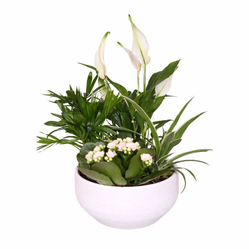 Indoor garden in bowl 16cm
