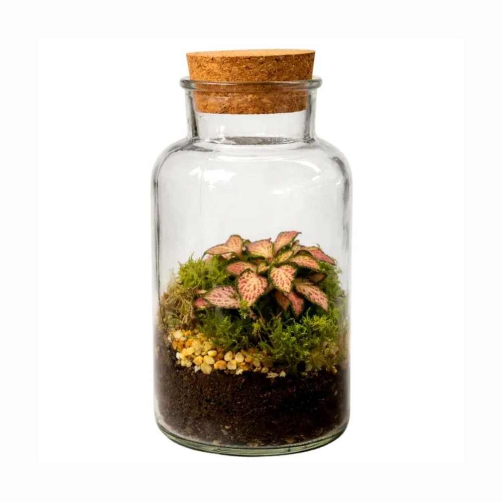 Mini Glass Bottle Terrarium 8x15cm