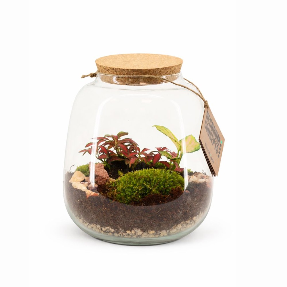 Terrarium hyperion 19x40cm