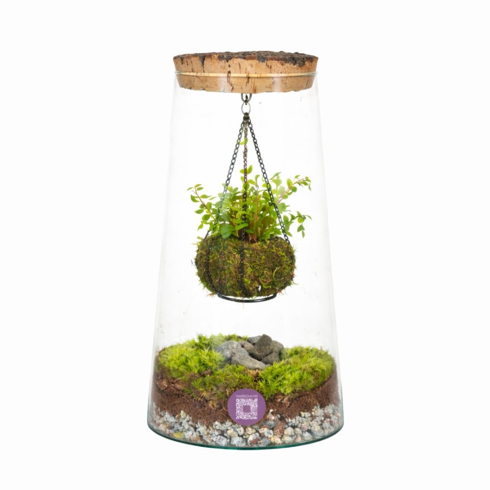 Wardian triton terrarium 17x 35cm