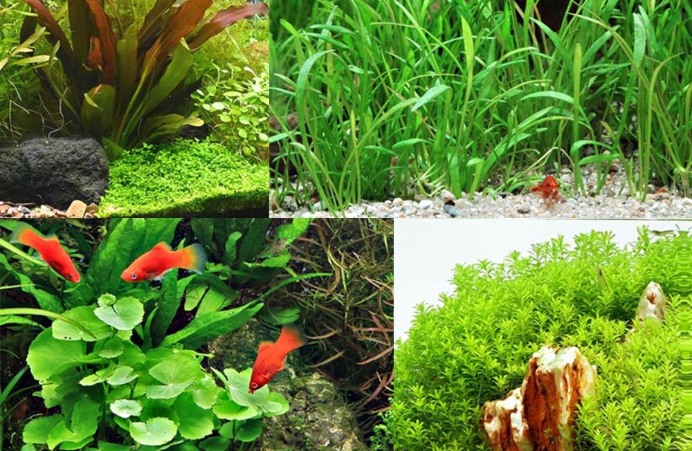 NOT ONE, BUT TWO FRESHWATER PLANTS DELIVERIES!!!!