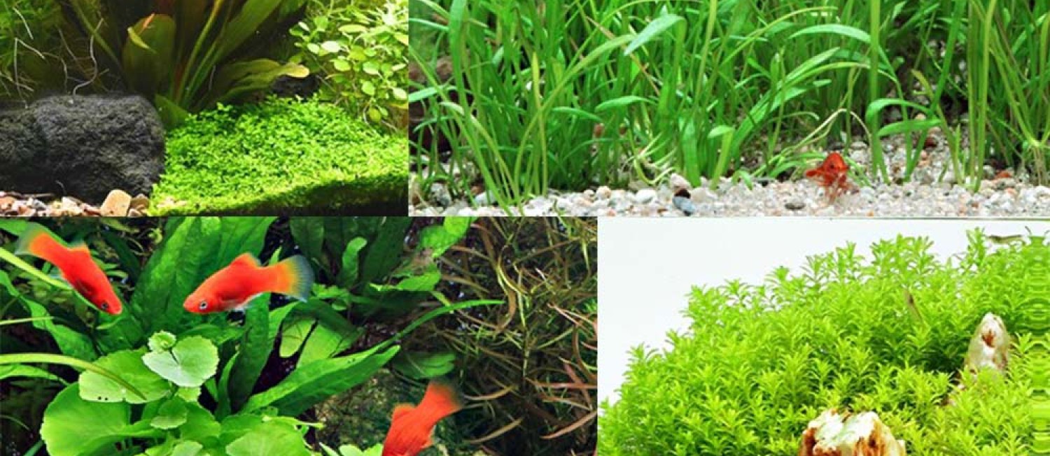 NEW FRESHWATER PLANTS ARRIVALS!!!