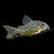 Sterbai Corydora