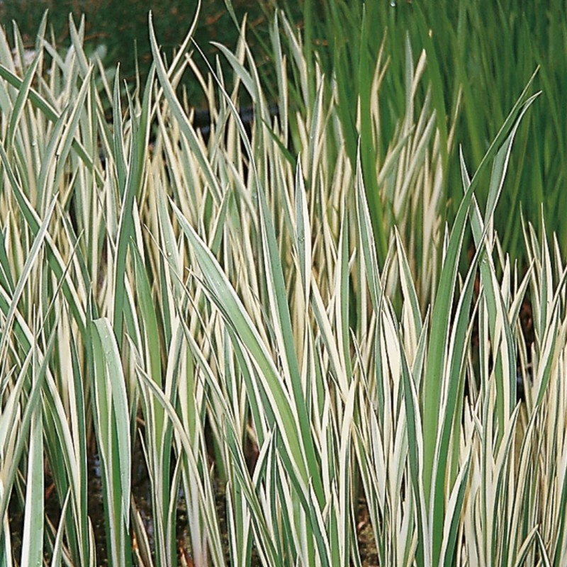 Acorus Calamus Variegata