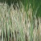 Acorus Calamus Variegata