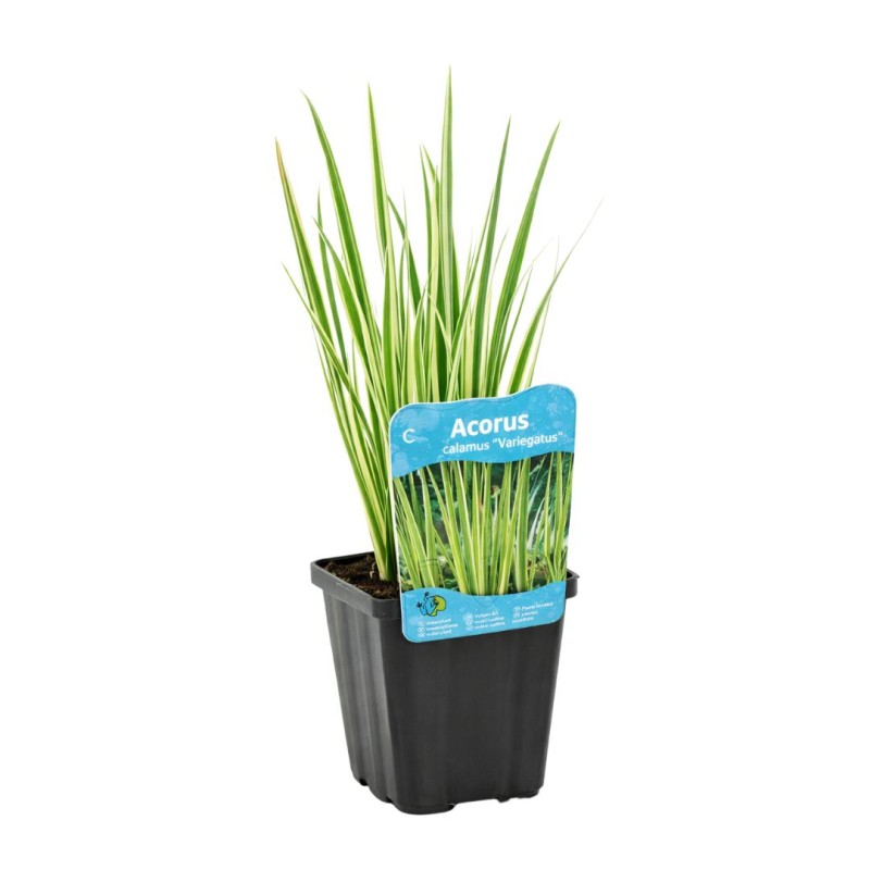 Acorus Calamus Variegata