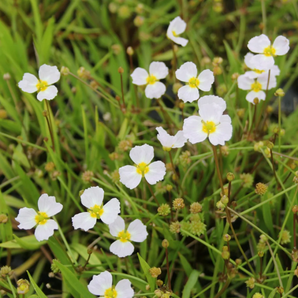 Baldellia ranuculoides  9cm