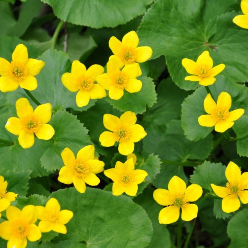 Caltha palustris 9cm