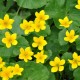 Caltha palustris 9cm