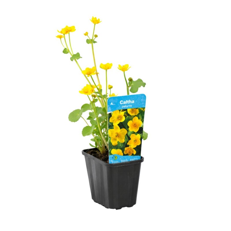 Caltha palustris 9cm