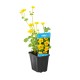 Caltha palustris 9cm