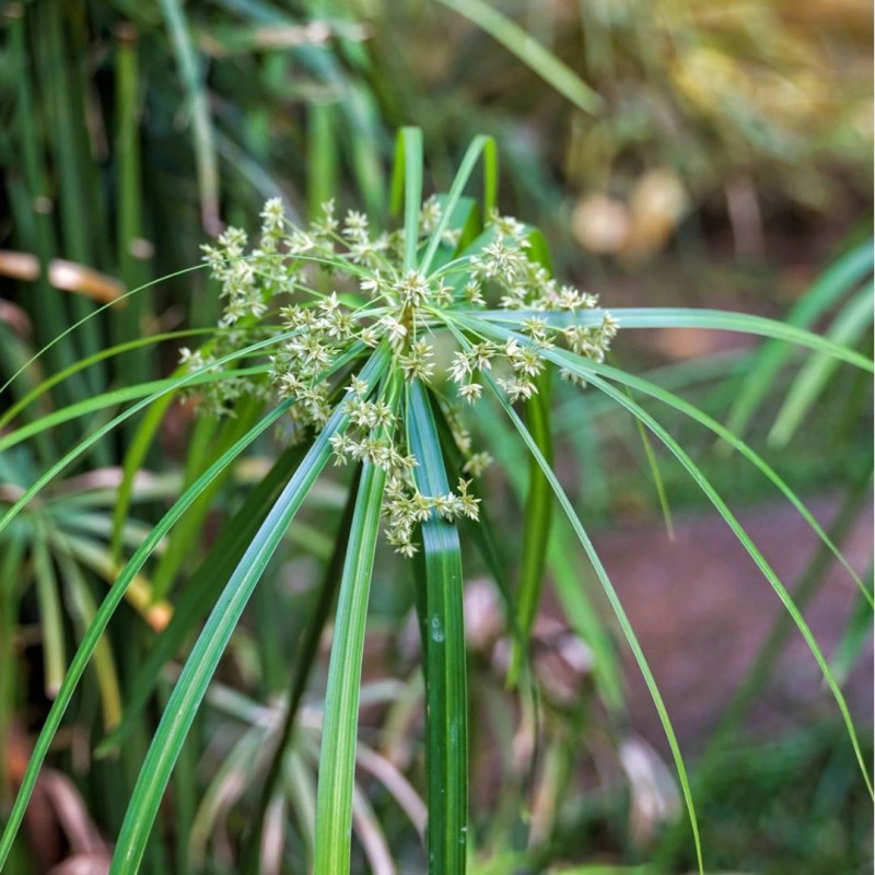 Cyperus alternifolius  9cm