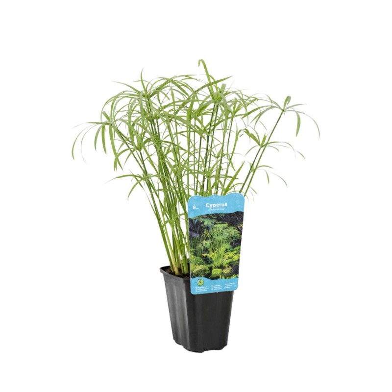 Cyperus alternifolius  9cm