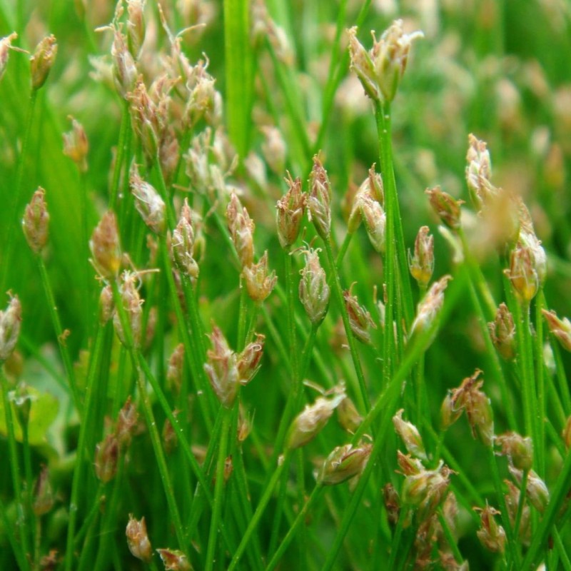 Elocharis acicularis  9cm