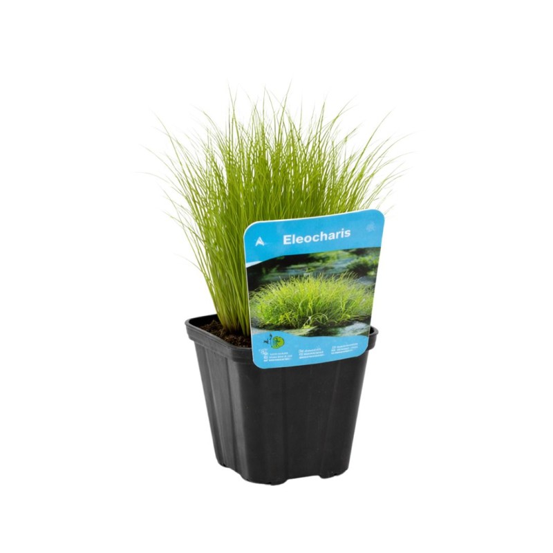 Elocharis acicularis  9cm