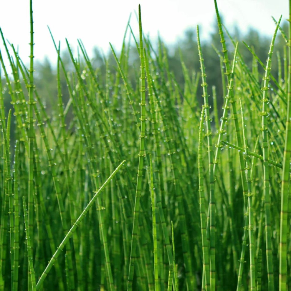 Equisetum scirpoides  9cm