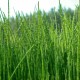 Equisetum scirpoides  9cm