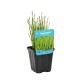 Equisetum scirpoides  9cm