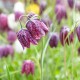 Fritillaria meleagris  9cm