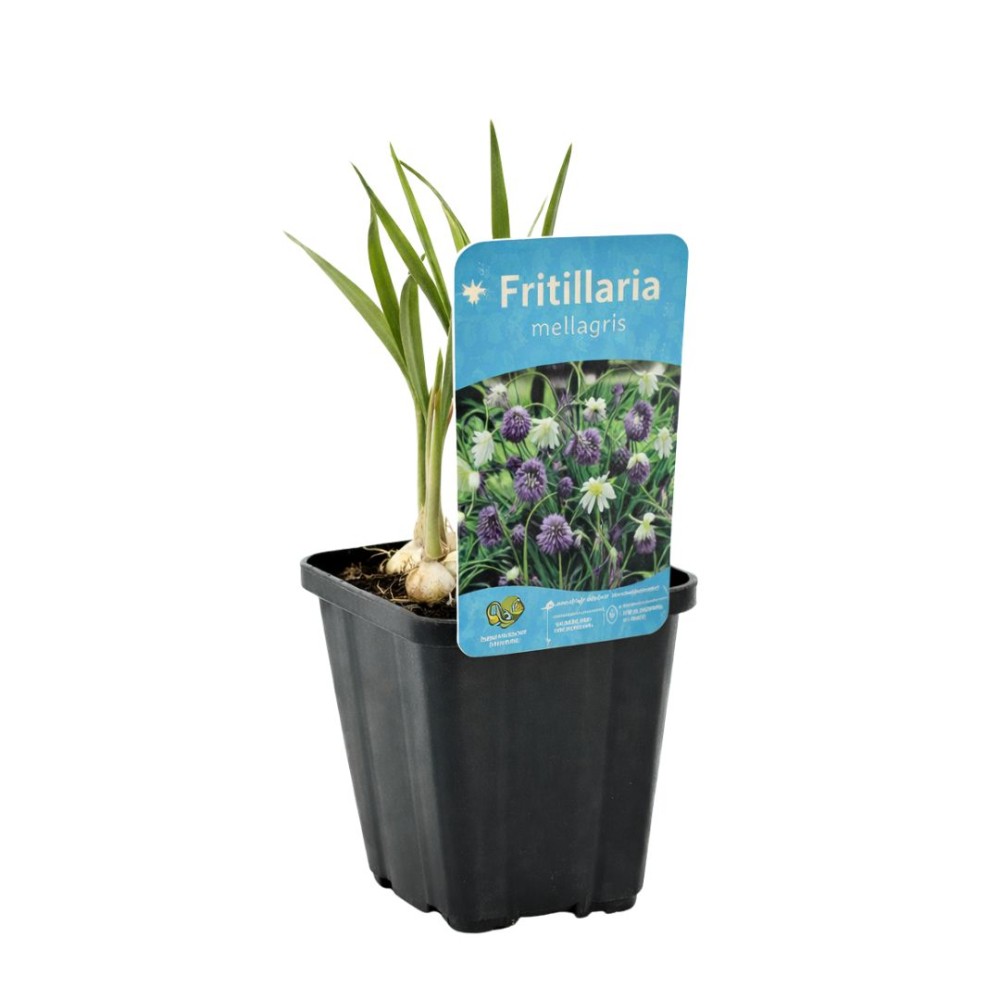 Fritillaria meleagris  9cm
