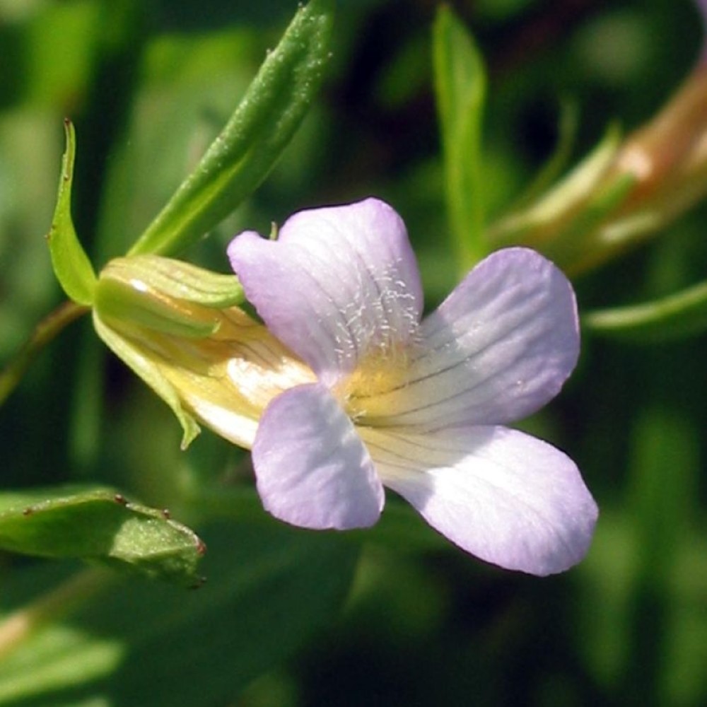Gratiola Officinalis 9cm