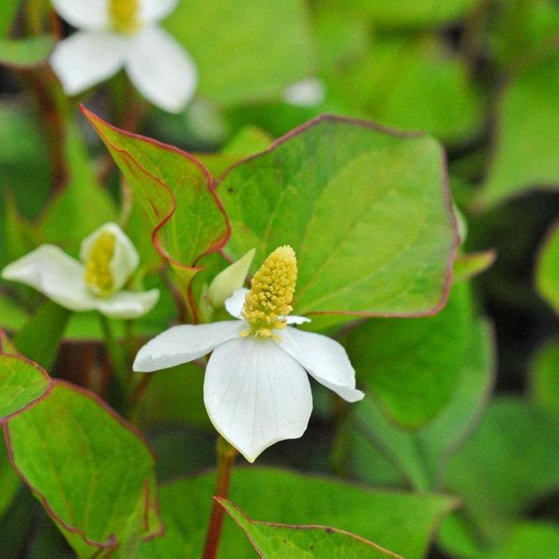 Houttuynia cordata  9cm