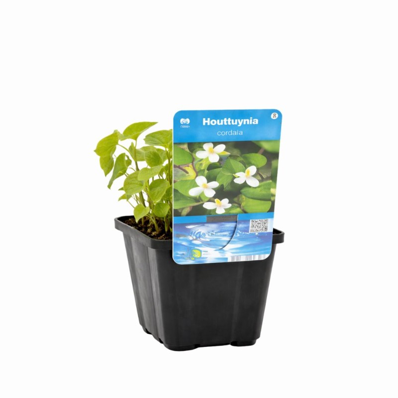Houttuynia cordata  9cm