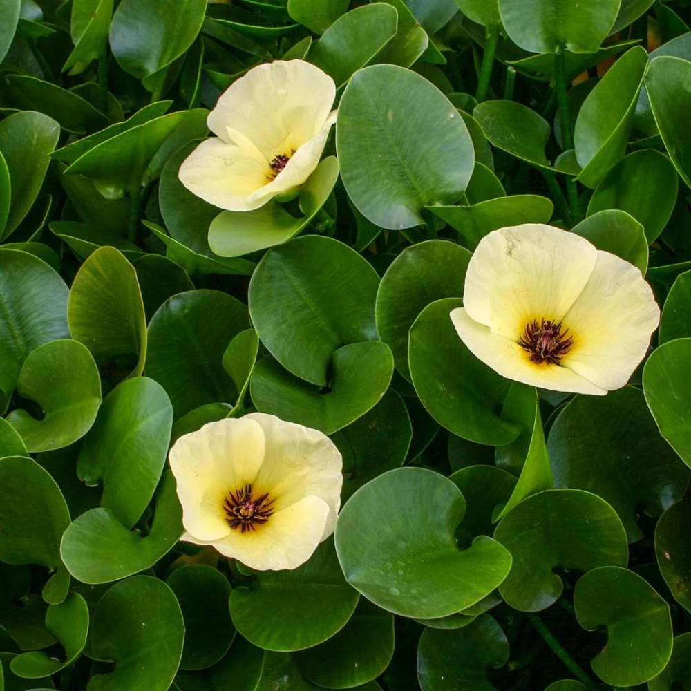 Hydrocleys nymphoides 12cm